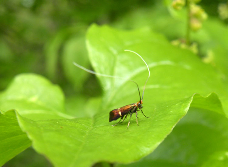 Adelidae: Adela croesella ?